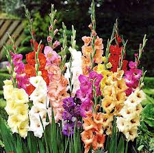 4721164_gladiolus (225x224, 16Kb)