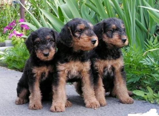 Airedale_2 (550x400, 42Kb)