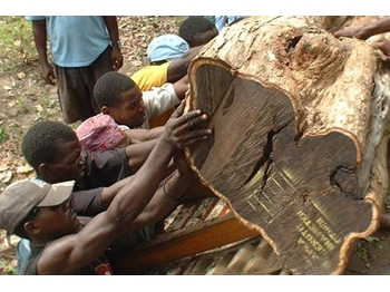 .large.fairtrade1 (350x262, 91Kb)