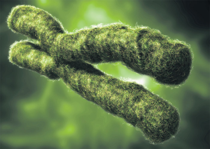 156_30_09_12_telomere (700x495, 111Kb)
