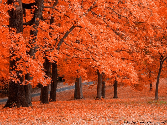 1346576126_krasivie_osennie_kartinki_457_279-140 (700x525, 499Kb)