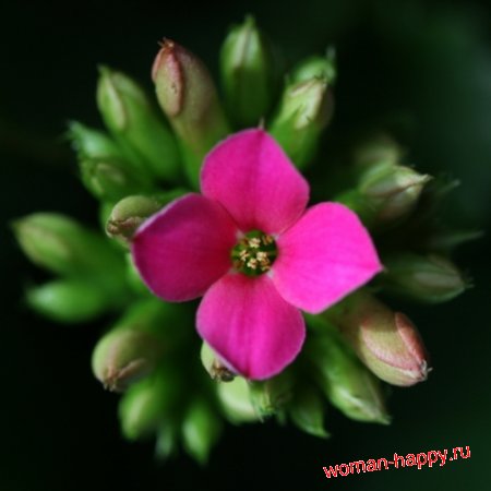 1347899870_kalanchoe-12 (450x450, 23Kb)