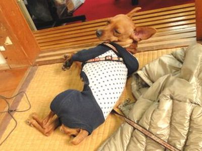 3970145_httpdogwear_seesaa_net (400x300, 50Kb)