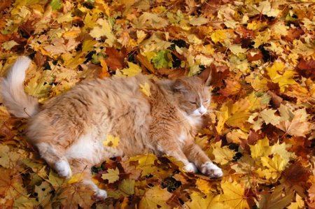 1349282899_cats_08 (450x299, 49Kb)