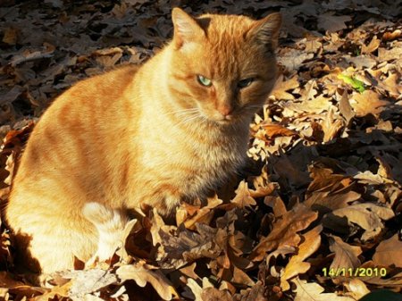 1349282874_0_5657d_cc7f1e19_l (450x337, 52Kb)