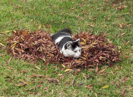 1349282945_cats_16 (450x329, 64Kb)