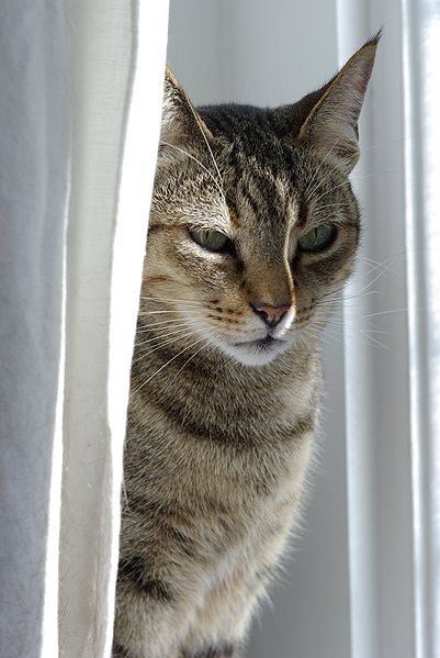 2124546_401pxKanaani_like_Cat_Tufted_EarMy_Cat_Cirmos (401x599, 44Kb)