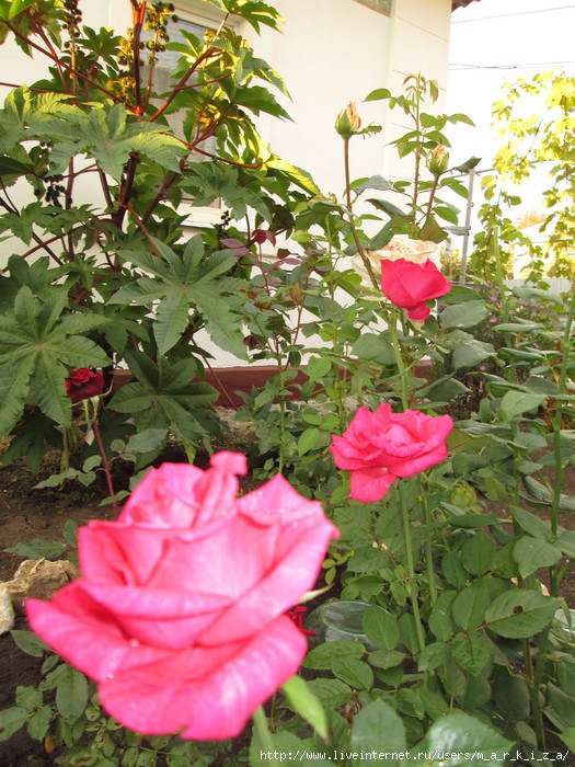 IMG_0456 (525x700, 319Kb)