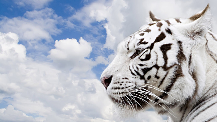 white-tiger-wallpaper-1366x768 (700x393, 83Kb)
