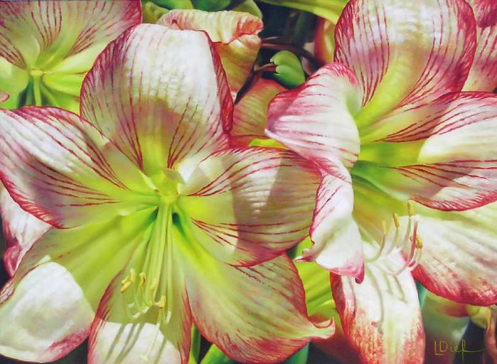 jubilation-hippies-hippieastrum (700x512, 278Kb)