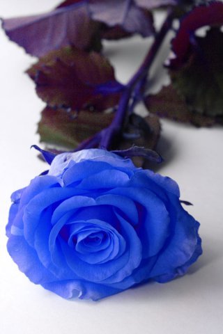 image.8560 (320x480, 24Kb)