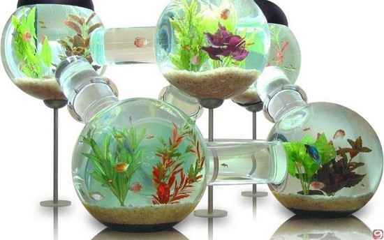 1868538_TheLabyrinthAquarium_1_ (550x344, 52Kb)