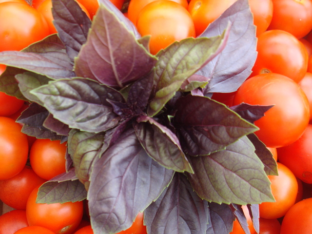Herbs_Basil_Purple_001 (640x480, 163Kb)