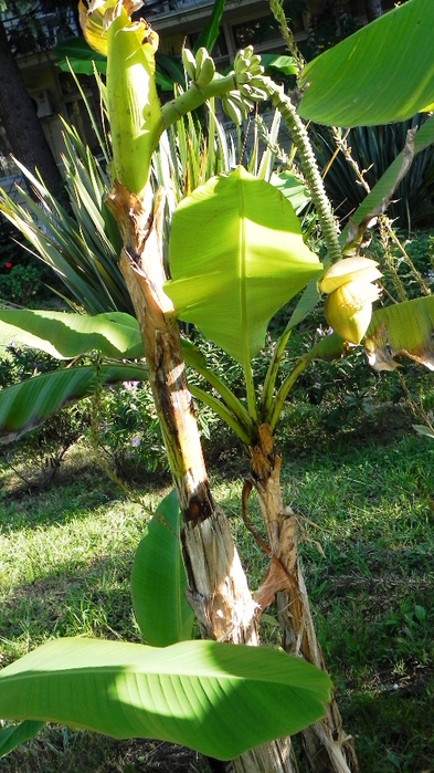 DSCN7915 (393x700, 279Kb)