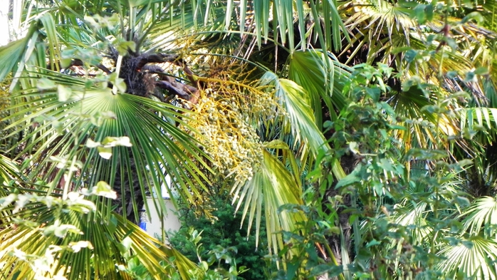 DSCN7928 (700x393, 303Kb)