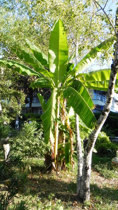 DSCN7930 (393x700, 312Kb)