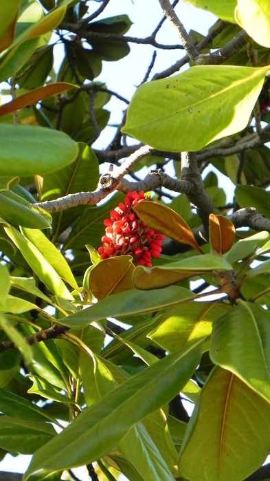DSCN7936 (393x700, 239Kb)