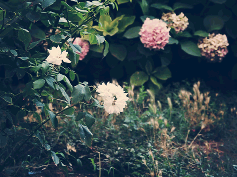cinemagraph_by_burakereno-d4290me (480x360, 2459Kb)