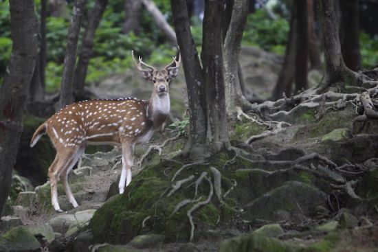 550x367-images-stories2-388-indian_forest_planter-5 (550x367, 37Kb)