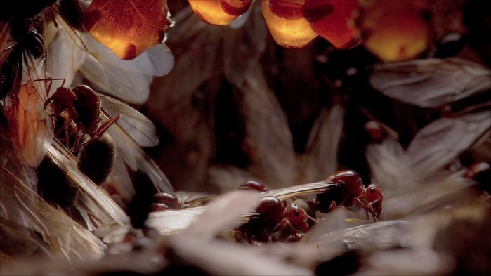 австралийские медовые муравьи фото 2 (700x393, 46Kb)