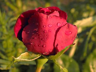 4836214_P7261572_t72 (327x245, 31Kb)