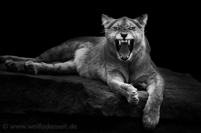 черно белые фото животных Wolf Ademeit (670x446, 48Kb)