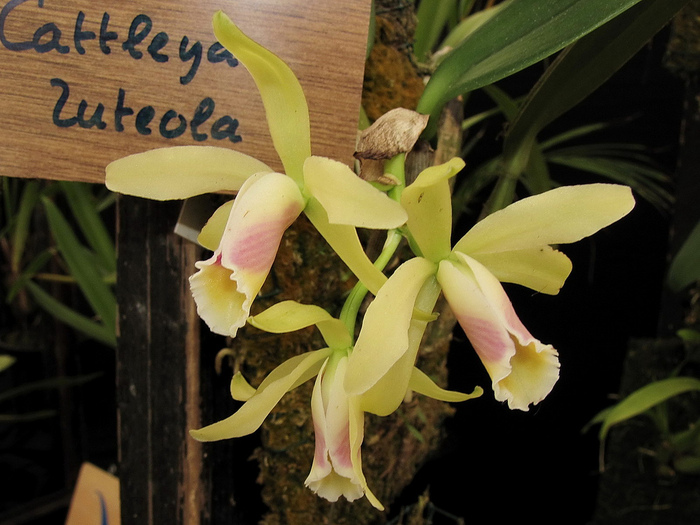 Cattleya luteola (700x525, 170Kb)