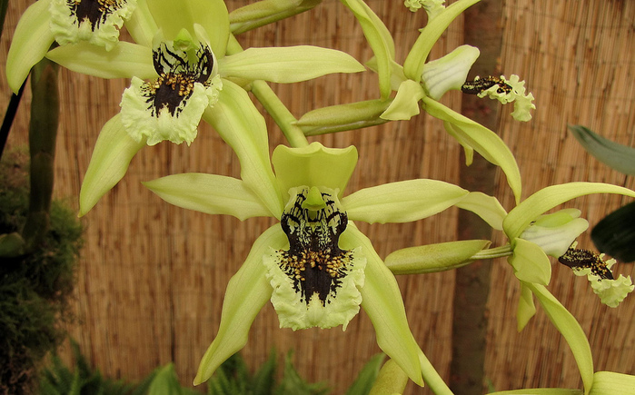 Coelogyne Bufordiense (700x435, 176Kb)