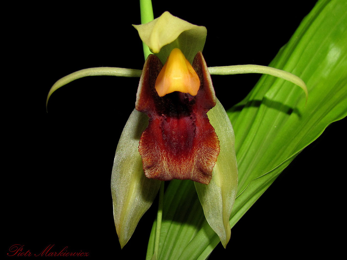 Coelogyne celebensis  (700x525, 118Kb)