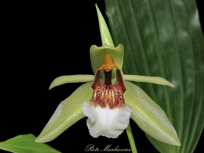 Coelogyne rumphii (700x525, 136Kb)