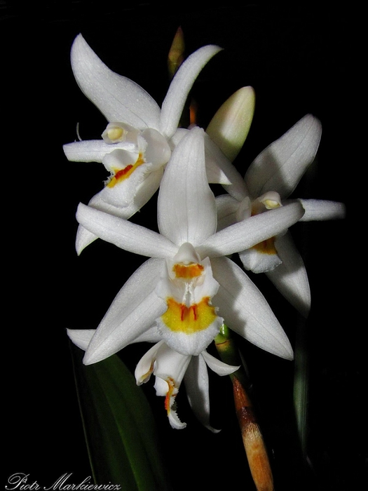 Coelogyne stricta (525x700, 142Kb)