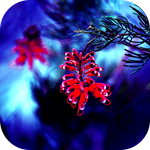 11 (150x150, 45Kb)