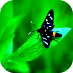 18 (150x150, 26Kb)
