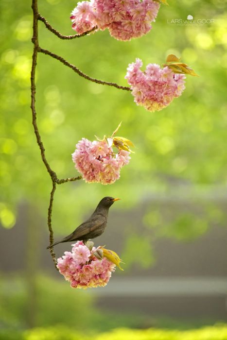 incredil (467x700, 55Kb)