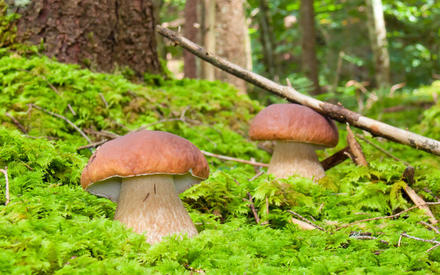 4721164_grib (440x275, 41Kb)