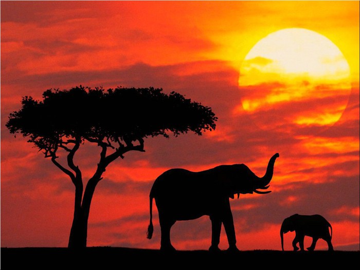 Silhouetted_Kenya (700x525, 67Kb)