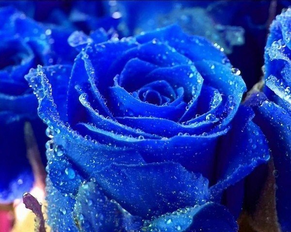 245653_original (600x480, 78Kb)