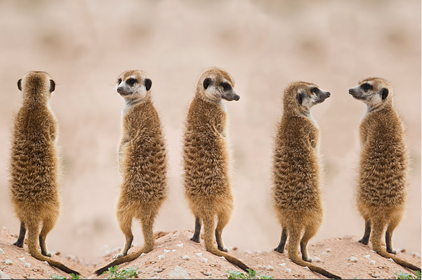 3-Time-Amazing Moms-animals (607x403, 121Kb)