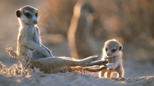 87587644_MEERKATMANOR009c (490x274, 49Kb)