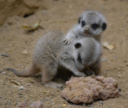 the_most_adorable_baby_meerkat_photos_ever_put_online_640_10-thumb (520x439, 146Kb)