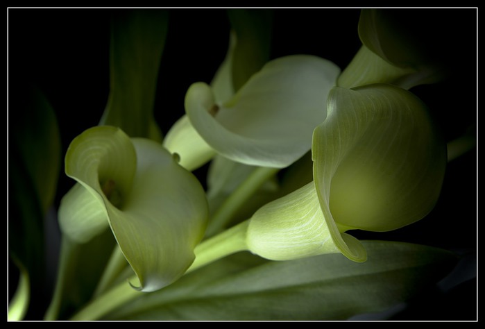 1494878_ (700x474, 39Kb)