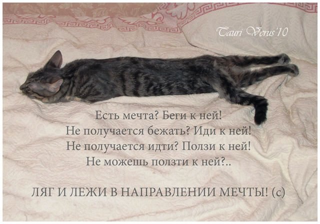 Dream