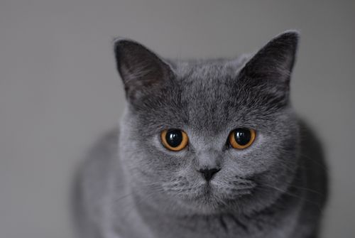 Вязка британских кошек: правила
