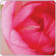 cncy_p_skin0004865_g (80x80, 3Kb)