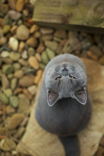 4845262_15default (402x604, 36Kb)
