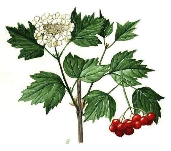 viburnum_opulus_09_2011_4 (567x502, 51Kb)