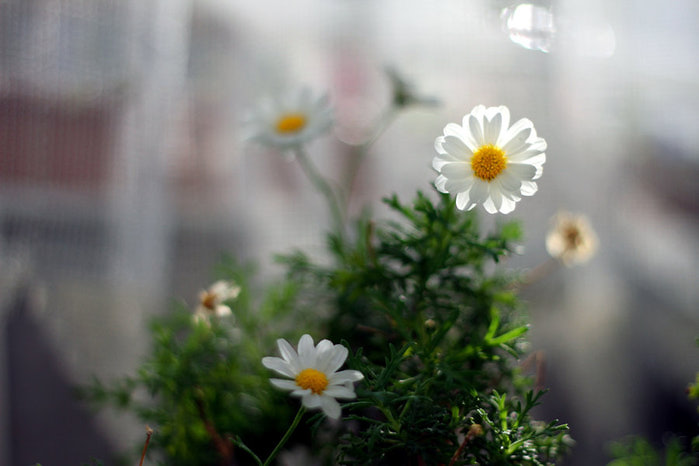 3166706_daisies_by_rezzanatakold5d3j8p (800x533, 50Kb)