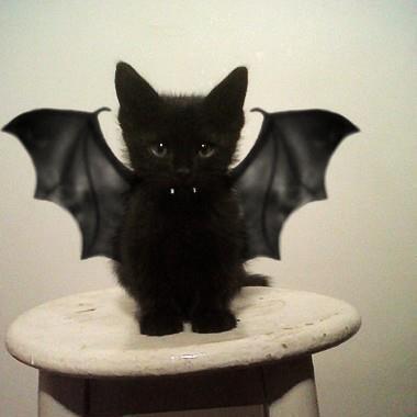 tumblr_mbv9fdbzKM1qgt096o1_400 (380x380, 13Kb)