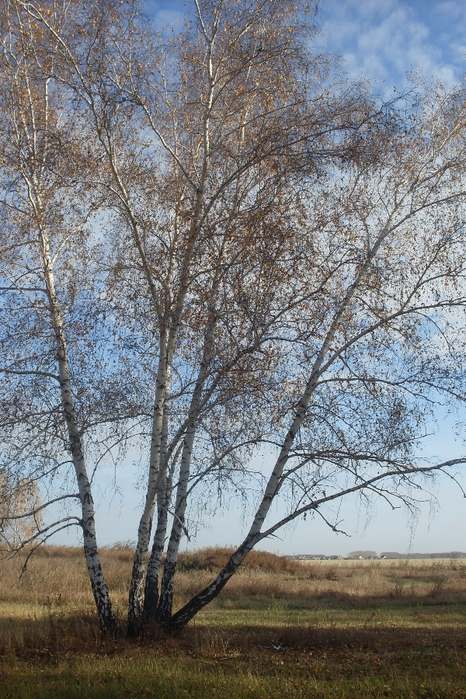 042 (466x700, 351Kb)