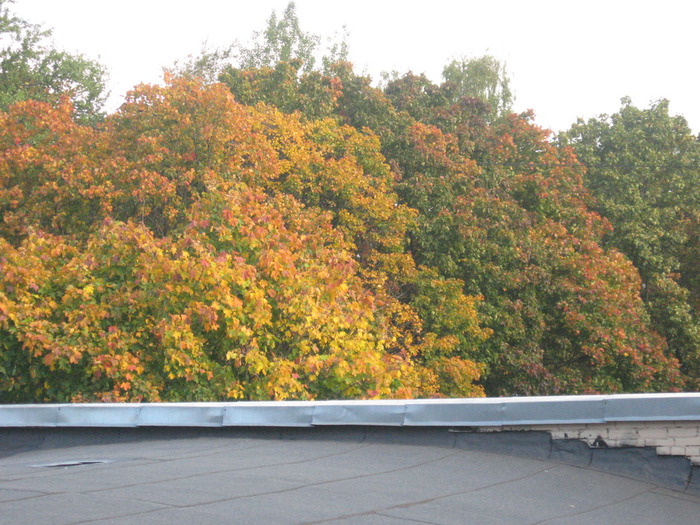 IMG_8717 (700x525, 168Kb)